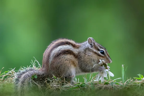 Cutest squirrel smelling a flower. Little chipmunk (Eutamias sibiricus) enjoying the flowers. Ground squirrel with beautiful white flowers. chipmunk loves flowers.