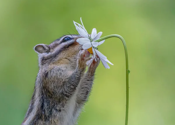 Cutest squirrel smelling a flower. Little chipmunk (Eutamias sibiricus) enjoying the flowers. Ground squirrel with beautiful white flowers. chipmunk loves flowers.