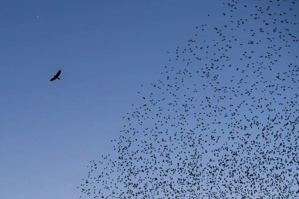 Fotos de Milhares aves, Imagens de Milhares aves sem royalties - Página 2 |  Depositphotos