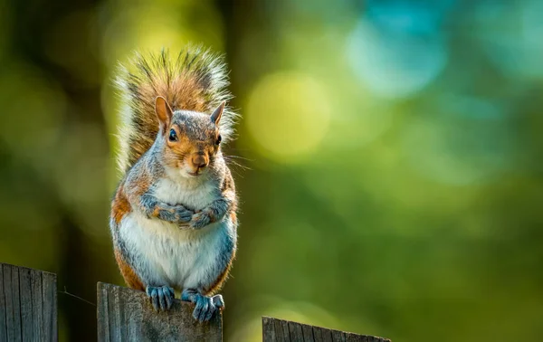 Squirrel on a patio fence, squirrel with walnut sitting on a patio fence