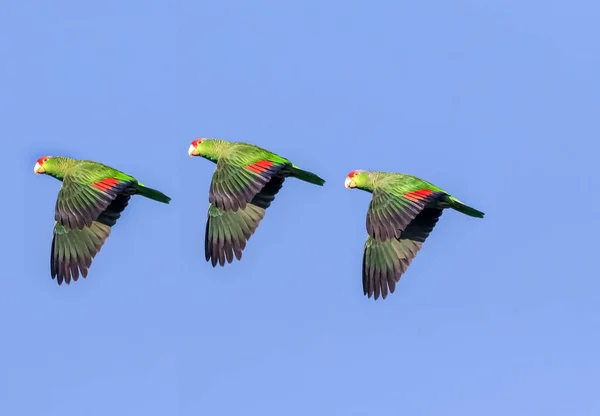 macaws in flight, 3 colorful macaws in flight with blue sky, beautiful parrots flying through the sky