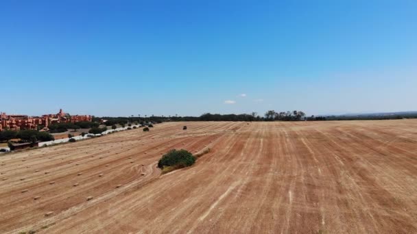 Чистое Пшеничное Поле После Сбора Урожая Стогами Сена — стоковое видео