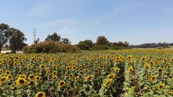 VUE AÉRIENNE : Vol au-dessus du champ de tournesol 