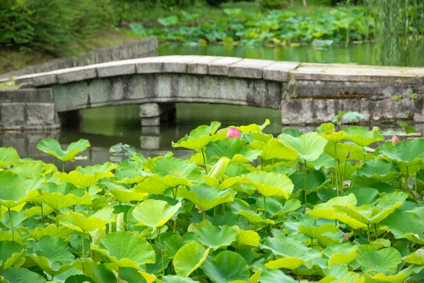 Green lily pads with a moldy bridge in the background in Japan