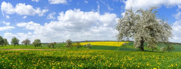 Blomstrende Tre Pittoreske Landskap Våren – stockfoto