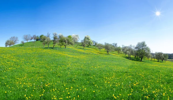 Sonnige Blumenwiese Mit Blühendem Löwenzahn Frühling Auf Einem Hügel Mit — Stockfoto