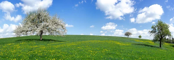 Panorama Kwitnących Jabłoni Dużej Łące Pagórkowaty Żółty Mniszek Wiejski Krajobraz — Zdjęcie stockowe
