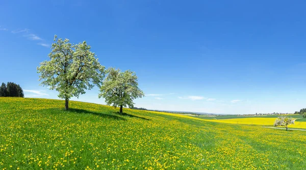 Zwei Blühende Obstbäume Auf Einer Hügeligen Blumenwiese Frühling Ländlicher Landschaft — Stockfoto