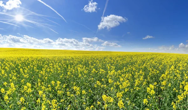 Kvetoucí Žlutou Řepkové Pole Mnoha Pruhy Modré Nebe Sluncem — Stock fotografie