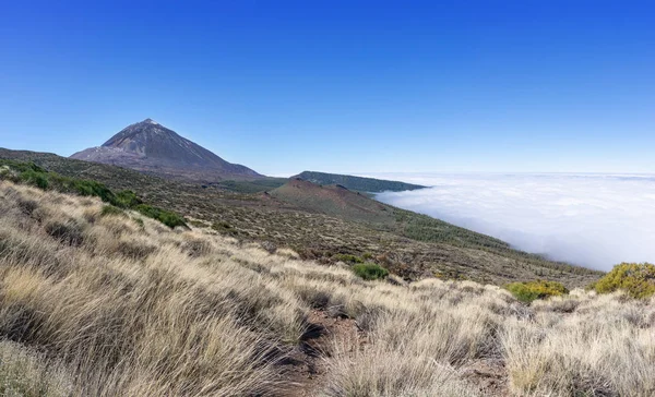 Gramíneas Parte Nordeste Parque Nacional Las Canadas Del Teide Tenerife — Fotografia de Stock