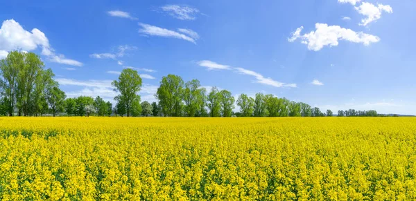 Campo Violación Amarillo Frente Una Fila Árboles Primavera Con Cielo —  Fotos de Stock