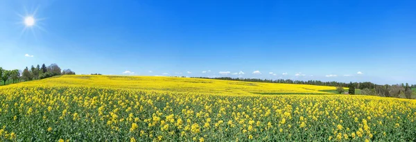 Blick Auf Ein Blühendes Rechts Leicht Abfallendes Rapsfeld Frühling Der — Stockfoto