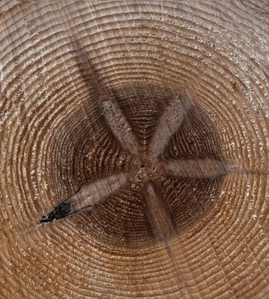Wood texture with annual rings - core of a spruce with star-shaped pattern
