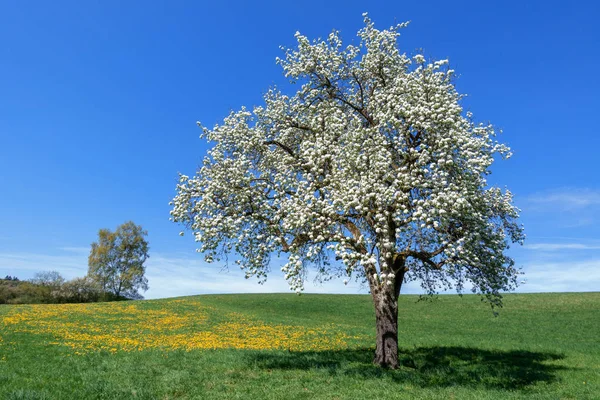 Bujne Kwitnące Gruszka Łące Żółtym Mniszka Lekarskiego Błękitne Niebo — Zdjęcie stockowe