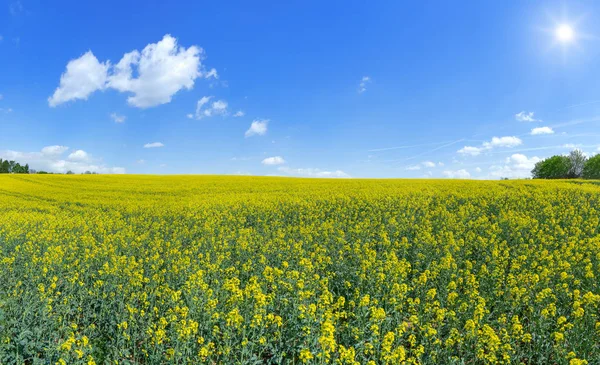 Campo Colza Floreciente Que Alcanza Horizonte Bajo Sol Enmarcado Izquierda —  Fotos de Stock