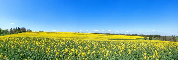 Blick Auf Ein Blühendes Rechts Leicht Abfallendes Rapsfeld Frühjahr — Stockfoto