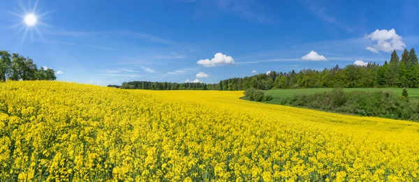 Geschwungene Hügelige Blühende Rapsfelder Malerischer Landschaft Waldrand Der Sonne — Stockfoto