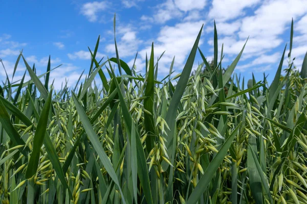 年轻的燕麦在蓝白天空前的田野里特写 — 图库照片