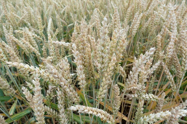 Hojas Trigo Brillantes Casi Maduras Con Tallo Campo Primer Plano — Foto de Stock