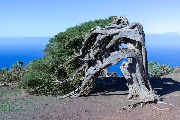 Ünlü Sabina ardıç ağacı-El Hierro adasının dönüm noktası, Kanarya Adaları, Ispanya