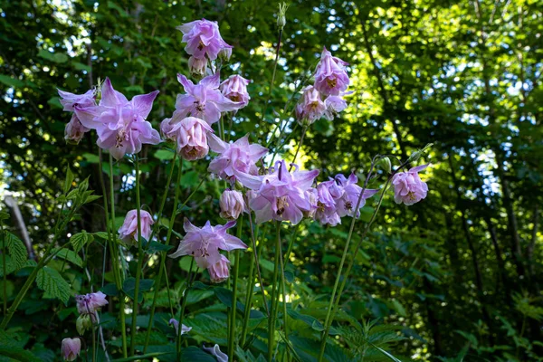 Fleur Sauvage Aux Fleurs Roses Lilas Dans Forêt Aquilegia Vulgaris — Photo