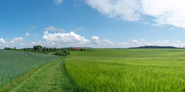Ängstig Genom Gröna Spannmåls Fält Landsbygdslandskap Med Lada — Stockfoto