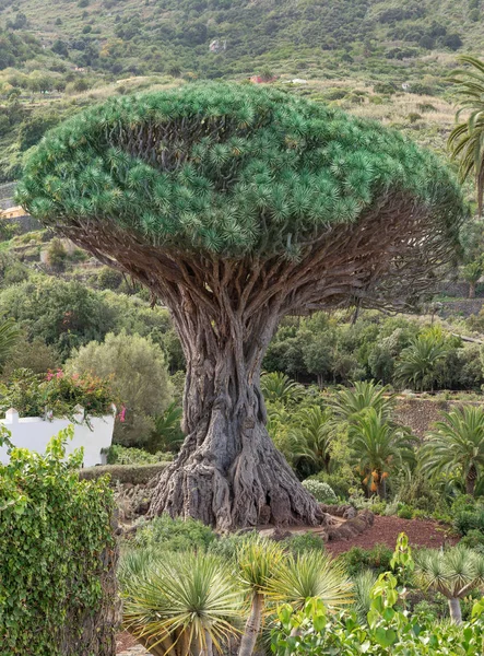 西班牙加那利群岛特内里费岛伊科德洛斯维诺斯植物园的著名龙树德拉戈 米莱纳里奥 — 图库照片