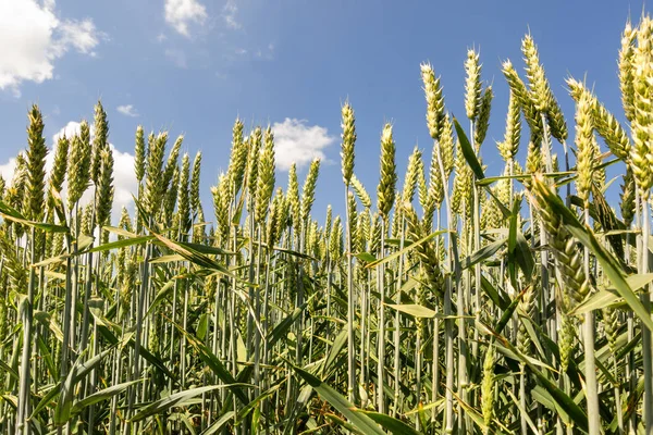 近距离在田野上的小麦耳朵 从下面拍摄 对蓝天 — 图库照片
