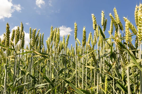 Las Espigas Trigo Campo Primer Plano Fotografiadas Desde Abajo Contra — Foto de Stock