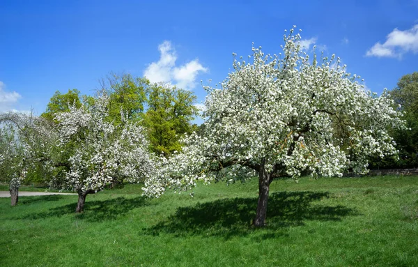 Mavi gökyüzü ile bir çayır üzerinde elma ağaçları blooming