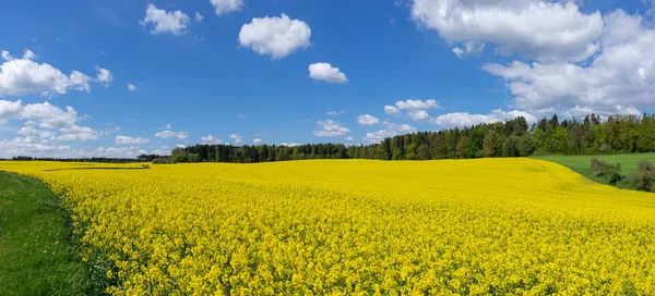 Umgeben Von Wiesen Und Wäldern Großes Gelb Blühendes Rapsfeld Panorama — Stockfoto