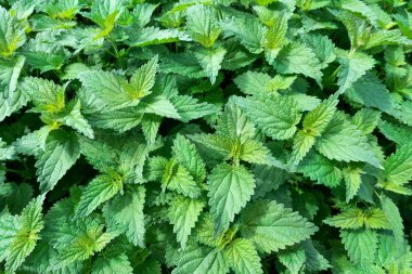 Çok sayıda yeşil genç ısırgan - Urtica - üst görünümünde