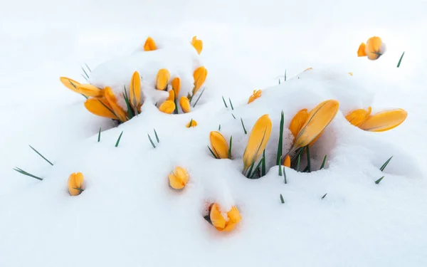 Amarelo Crocos Ainda Fechados Neve Close — Fotografia de Stock