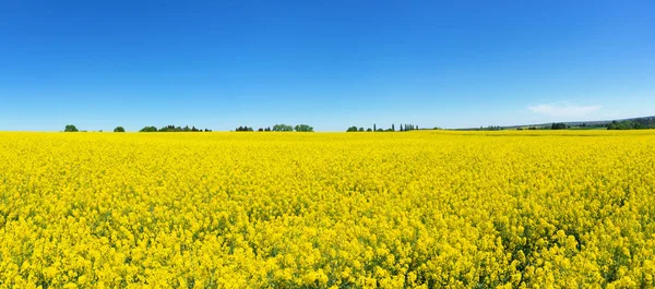 Velké Kvetoucí Řepkové Pole Řadou Stromů Obzoru Bezmračnou Modrou Oblohou — Stock fotografie