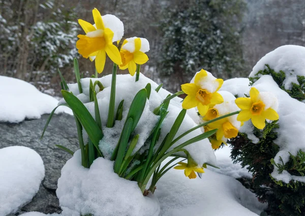 Kvetoucí Narcisy Sněhu Zahradě — Stock fotografie