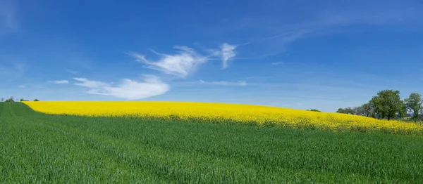 Panorama Campo Cereales Verde Joven Con Campo Colza Flor Amarilla —  Fotos de Stock