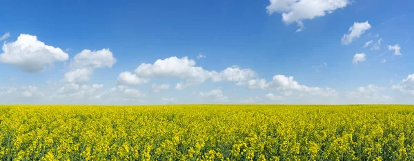 Campo Colza Grande Floreciente Con Cielo Azul Blanco Como Plano —  Fotos de Stock