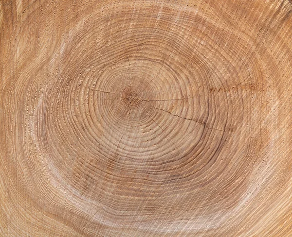 Texture of the annual rings of a tree in close-up