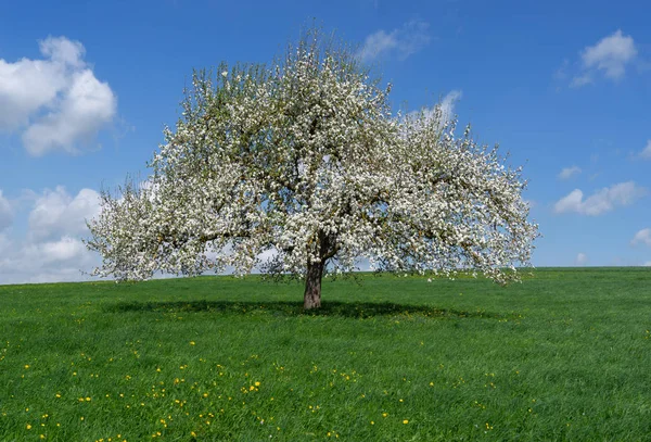 Duża Samotna Kwitnąca Jabłoń Łące Błękitnym Białym Niebem — Zdjęcie stockowe
