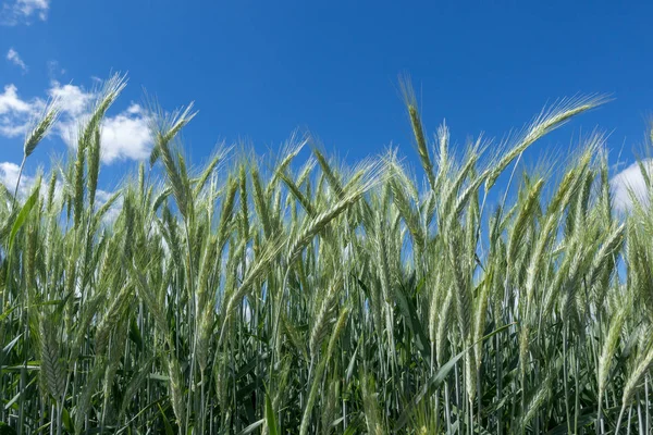 Centeno Verde Primer Plano Campo Contra Cielo Azul — Foto de Stock