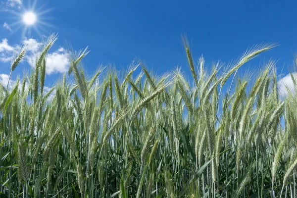 Centeno Verde Sol Primer Plano Campo Contra Cielo Azul — Foto de Stock