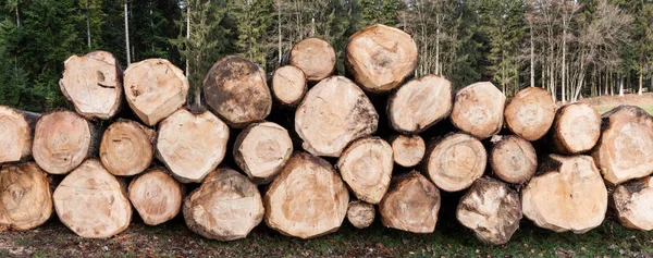 Empilhados Rotulados Troncos Árvore Uma Clareira Tomado Como Panorama — Fotografia de Stock