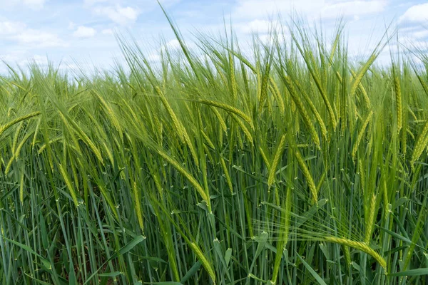 Cebada Verde Joven Primer Plano Campo — Foto de Stock