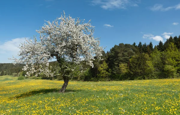 Одно Цветущее Дерево Идиллическом Цветочном Лугу Перед Лесом Весной — стоковое фото