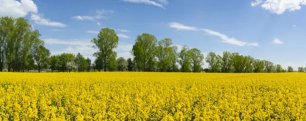 Žluté Pole Kvetoucími Řepkovými Rostlinami Před Řadou Stromů Modrobílou Oblohou — Stock fotografie