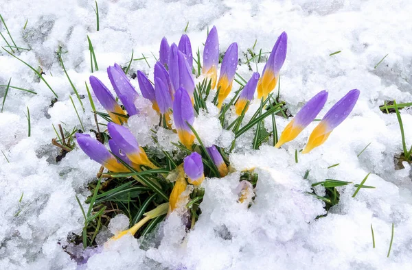 Uzavřené Květy Skupiny Purpurově Žlutých Krokusy Sněhu — Stock fotografie