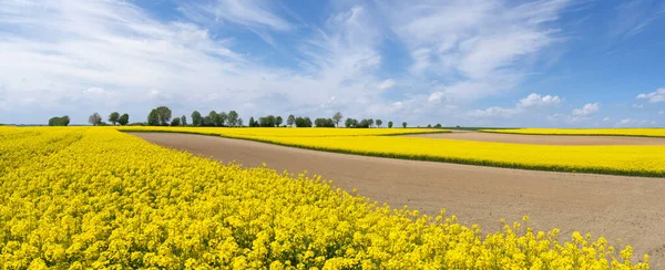 Paisaje Campos Colza Flor Amarilla Tierras Cultivo Marrones Una Hilera —  Fotos de Stock