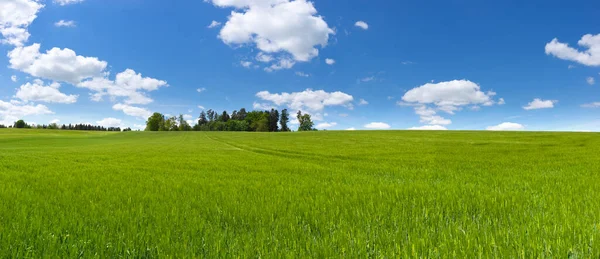 Panorama Gran Campo Con Cebada Verde Joven Detrás Algunos Árboles — Foto de Stock