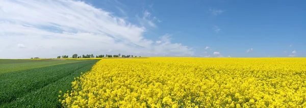 Campos Agrícolas Pintorescos Primavera Con Colza Floreciente Jóvenes Plantas Cereales —  Fotos de Stock