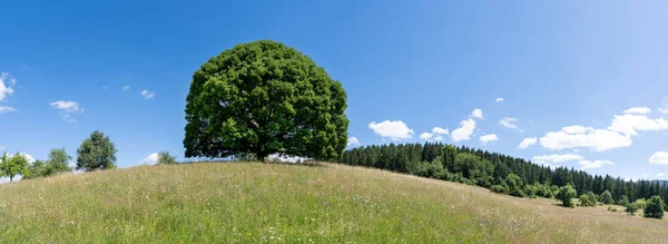 在一片全景的丘陵地带的山上 有一棵大的林登树 — 图库照片